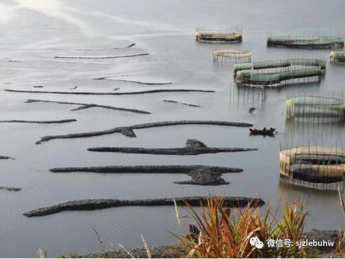 自然与文化的交响曲一场别开生面的旅行之旅